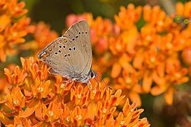 《EXTERMINATOR》Steam试玩发布 致敬《装甲核心》新游